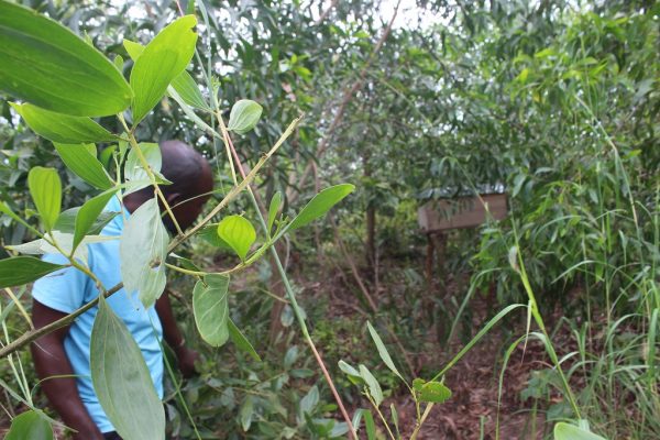 Agroforesterie Ibaya Peu De Gens Y Croyaient Fonaredd Fonds