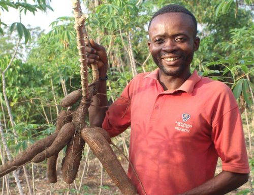 Equateur : OBAMA, le succès de l’adoption d’une nouvelle variété de manioc