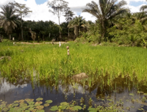 La riziculture irriguée dans les secteurs de Wakabangu II et Wasongola