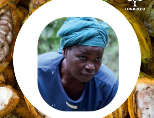 SUCCESS STORY :  « J’ai gouté le fruit de ma récolte » Shalifu Yapili, 43 ans mère de 9 enfants, dispose grâce au programme intégré REDD+  Oriental de 1 ha de palmiers à huile, 1 ha de  cacaoyers et un hectare de caféiers.