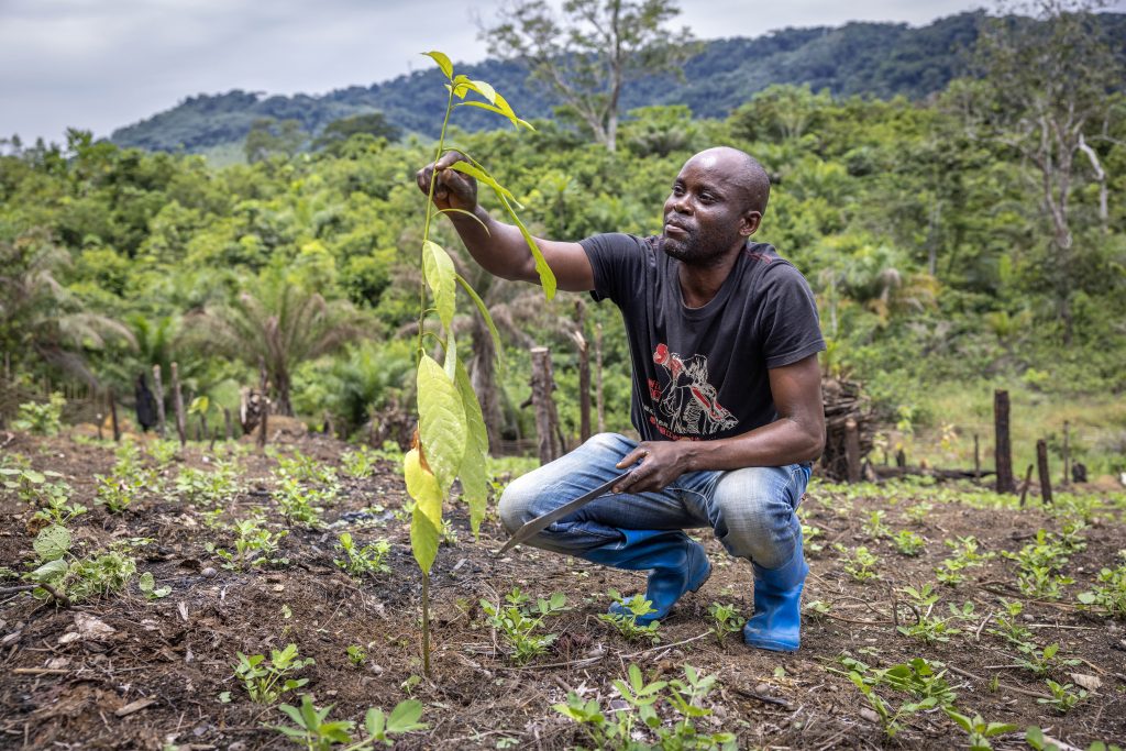 Quand l’agroforesterie redonne vie aux terres dégradées du Maniema